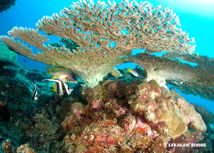 Snorkeling sur récif à Nosy Be